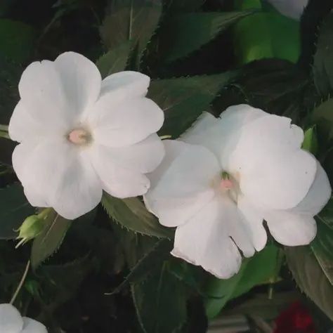 Impatiens SunPatiens® 'Compact Classic White' SunPatiens® Compact Classic White Impatiens