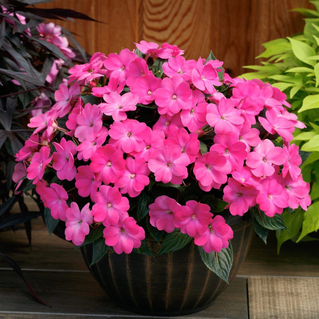 Impatiens SunPatiens® 'Compact Hot Pink' SunPatiens® Compact Hot Pink Impatiens