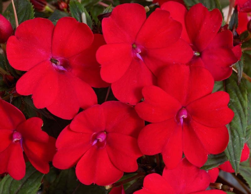 Impatiens SunPatiens® 'Compact Red' SunPatiens® Compact Red Impatiens