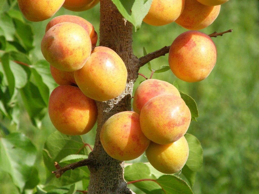 Prunus mandschurica Manchurian Strain Apricot