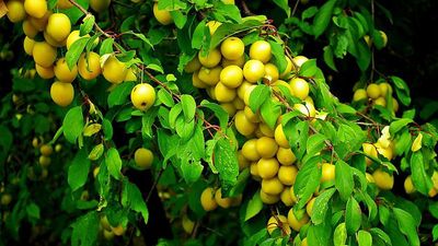 Prunus x 'Brookgold' Brookgold Plum