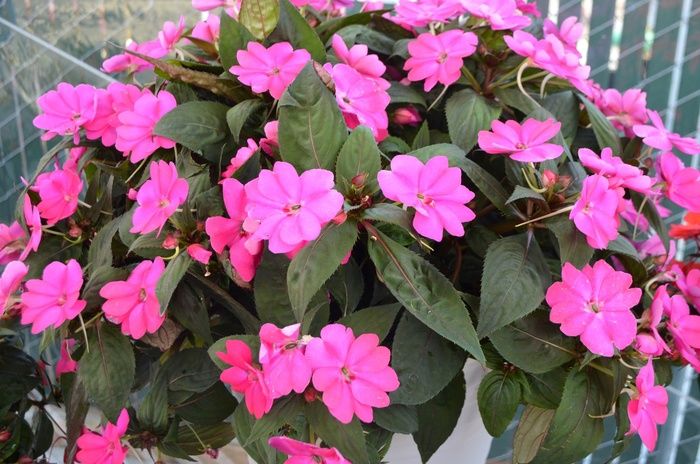 Impatiens hawkeri Sunstanding® 'Jazzy Hot Pink'Sunstanding® Jazzy Hot Pink Impatiens