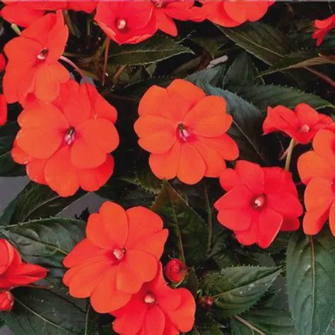 Impatiens SunPatiens® 'Compact Orange' SunPatiens® Compact Orange Impatiens