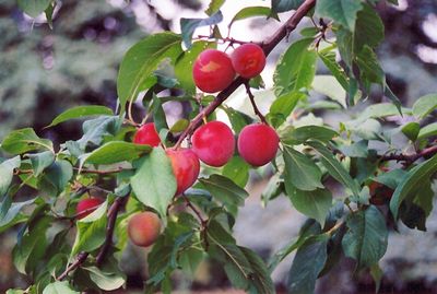Prunus x 'Tecumseh' Tecumseh Plum