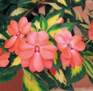 Impatiens SunPatiens® 'vigorous Tropical Salmon Variegated Leaf' SunPatiens® Vigorous Tropical Salmon Variegated Leaf Impatiens