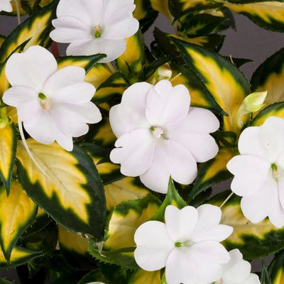 Impatiens SunPatiens® 'Vigorous Tropical White Variegated Leaf' SunPatiens® Vigorous Tropical White Variegated Leaf Impatiens