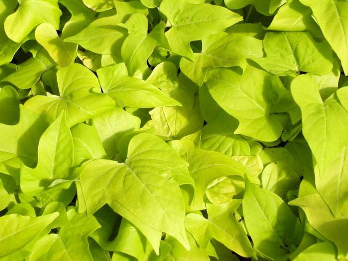 Impomoea batatas 'Marguerite' Marguerite Sweet Potato Vine