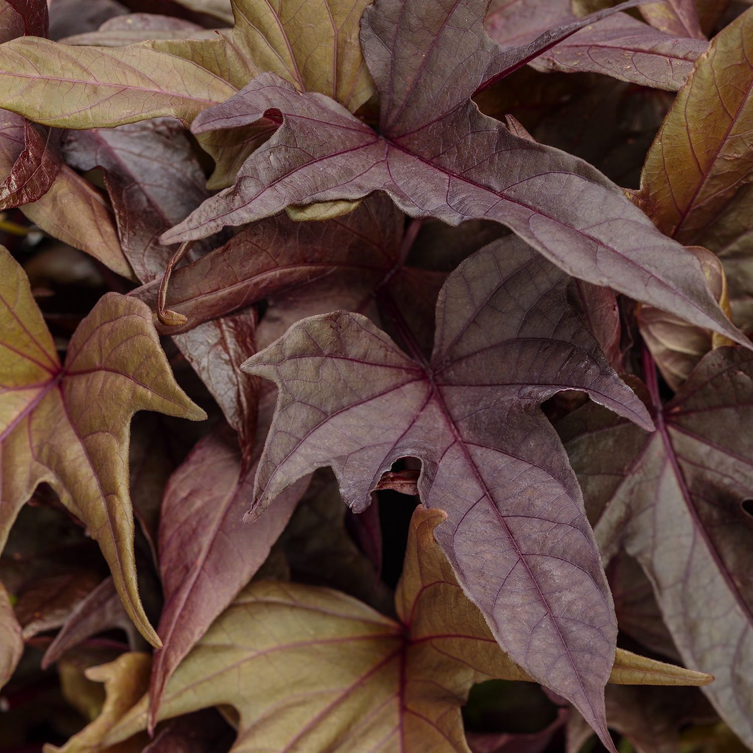 Impomoea batatas Sweet Caroline 'Red Hawk' Sweet Caroline Red Hawk™ Sweet Potato Vine (Proven Accents)