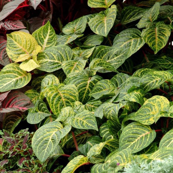 Iresine 'Blazin' Lime' Blazin' Lime Bloodleaf