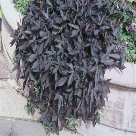 Impomoea batatas Sweet Caroling Medus™ 'Black' Sweet Caroling Medusa™ Black Sweet Potato Vine (Proven Accents)