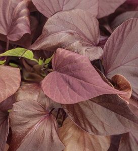 Impomoea batatas 'NCORNSP-034SCVPG' Sweet Caroline Sweetheart Shadowstorm™ Sweet Potato Vine (Proven Accents)