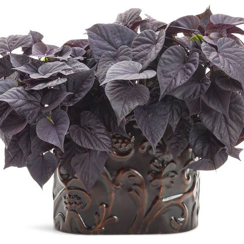Impomoea batatas Sweet Caroling Sweetheart 'Jet Black' Sweet Caroling Sweetheart Jet Black™ Sweet Potato Vine (Proven Accents)