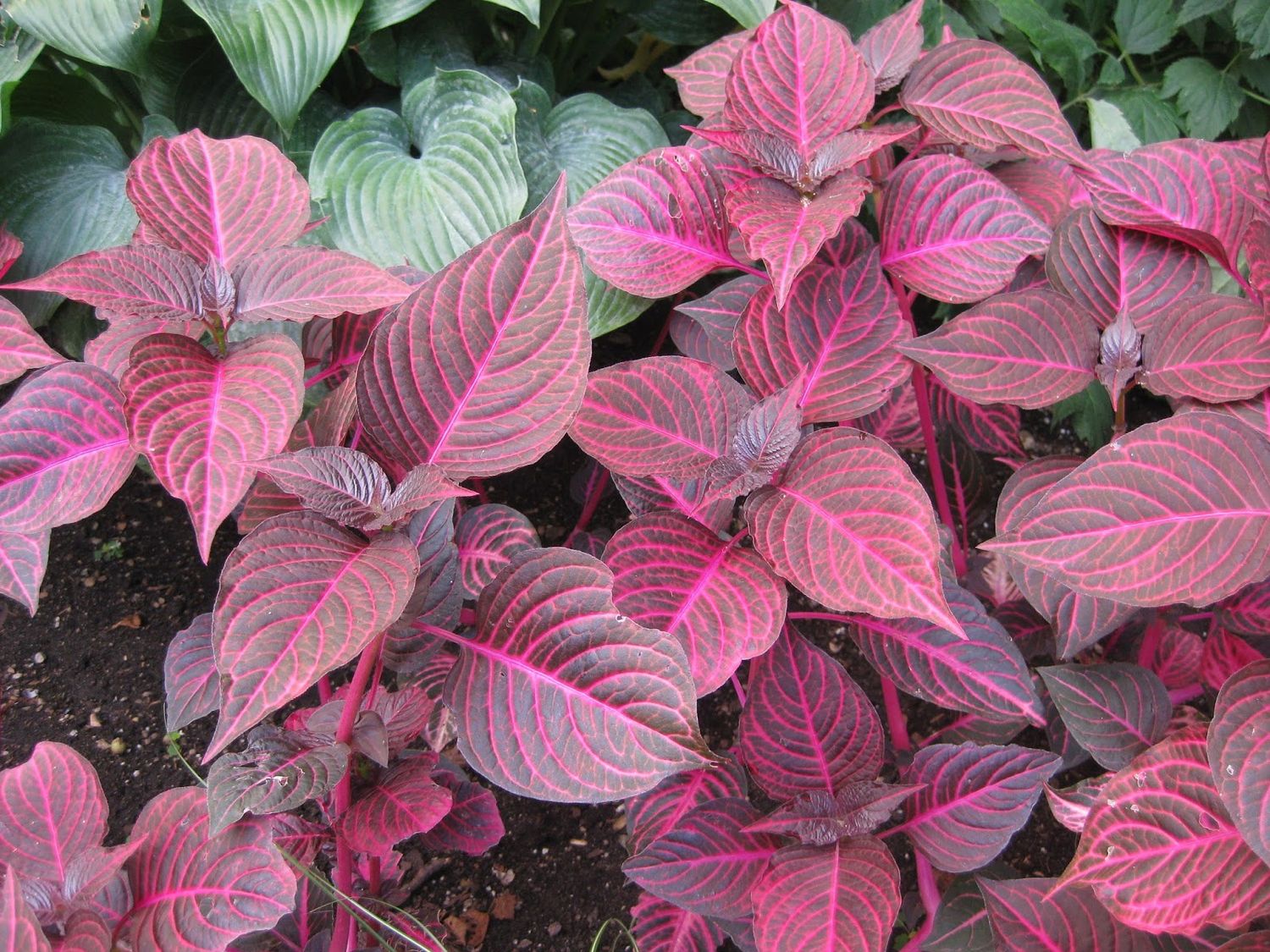 Iresine 'Blazin' Rose' Blazin' Rose Bloodleaf