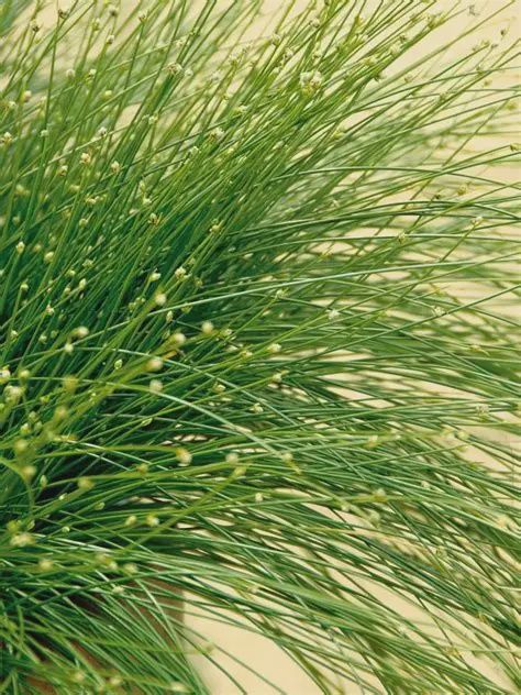 Isolepis cemua Fiber Optic Grass