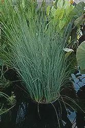 Juncus inflexus 'Blue Arrows' Blue Arrows Rush