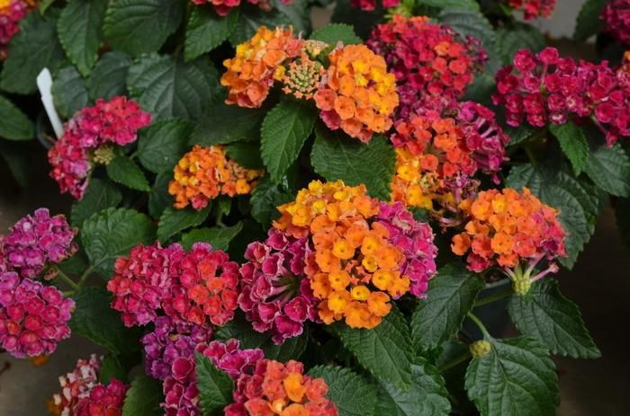 Lantana camara Little Lucky™ Hot Pink Little Lucky™ Hot Pink Lantana