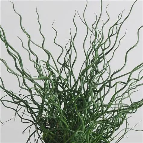 Juncus 'Twisted Arrows' Twisted Arrows Spiral Rush Grass