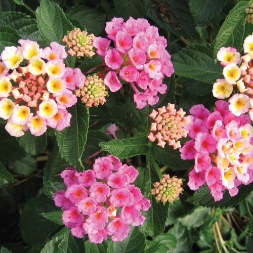 Lantana camara 'Bandolero Pink Lemonberry' Bandolista Pink Lemonberry Lantana