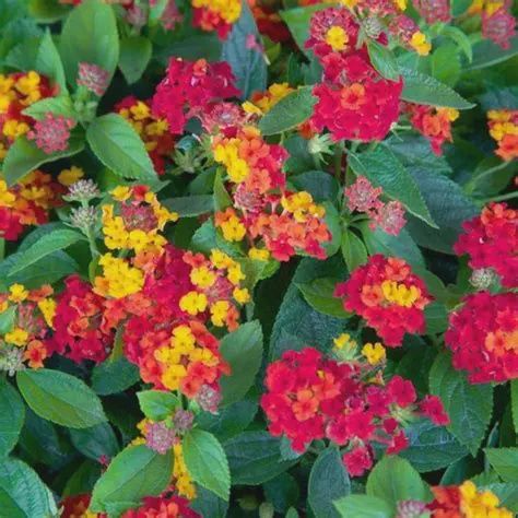 Lantana camara Little Lucky™ 'Red' Little Lucky™ Red Lantana