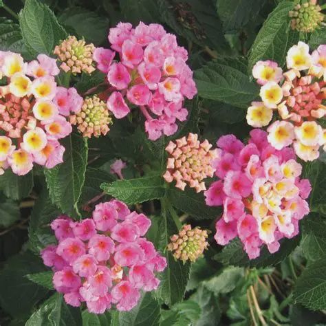 Lantana camara SunDance™ 'Pink' SunDance™ Pink Lantana