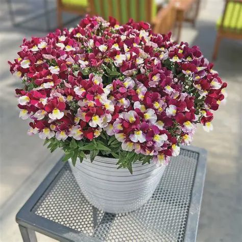 Nemesia hybrida ESCENTAIL® ' Cherryberry' ESCENTIAL® Cherryberry Nemeisa