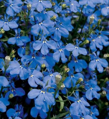 Lobelia erinus Laguna® 'Sky Blue' Laguna® Sky Blue Lobelia