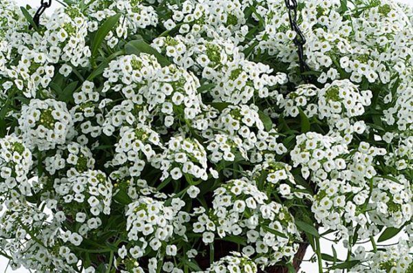 Lobularia STREAM™ 'White' STREAM™ White Lobularia