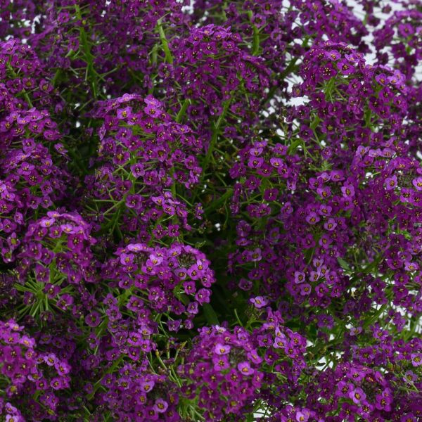 Lobularis STREAM™ 'Compact Purple' STREAM™ Compact Purple Lobularia