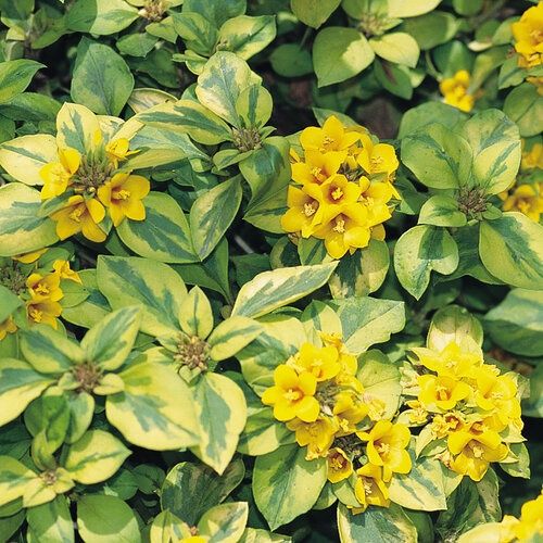 Lysimachia congestiflora 'Waikiki Sunset' Waikiki Sunset™ Lysimachia