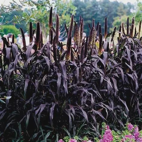 Ornamental Millet 'Purple Majesty' Purple Majesty Ornamental Millet