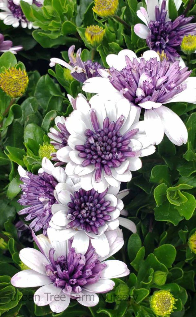 Osteospermum hybrid 4D™ 'Violet Ice' 4D™ Violet Ice Osteospermum