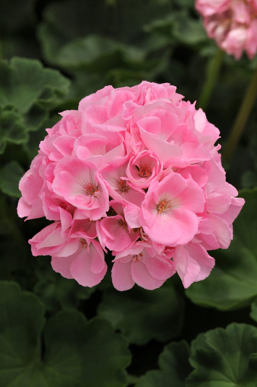 Pelargonium hortorum Dynamo™ 'Light Pink' Dynamo™ Light Pink Geranium