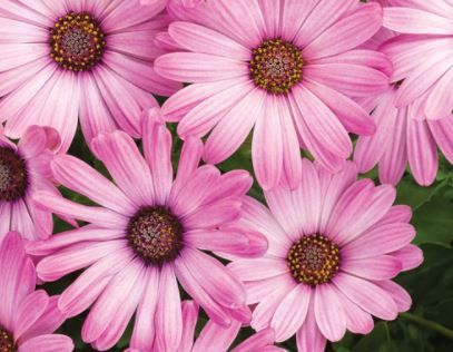 Osteospermum Bright Lights™ 'Pink' Bright Lights™ Pink African Daisy