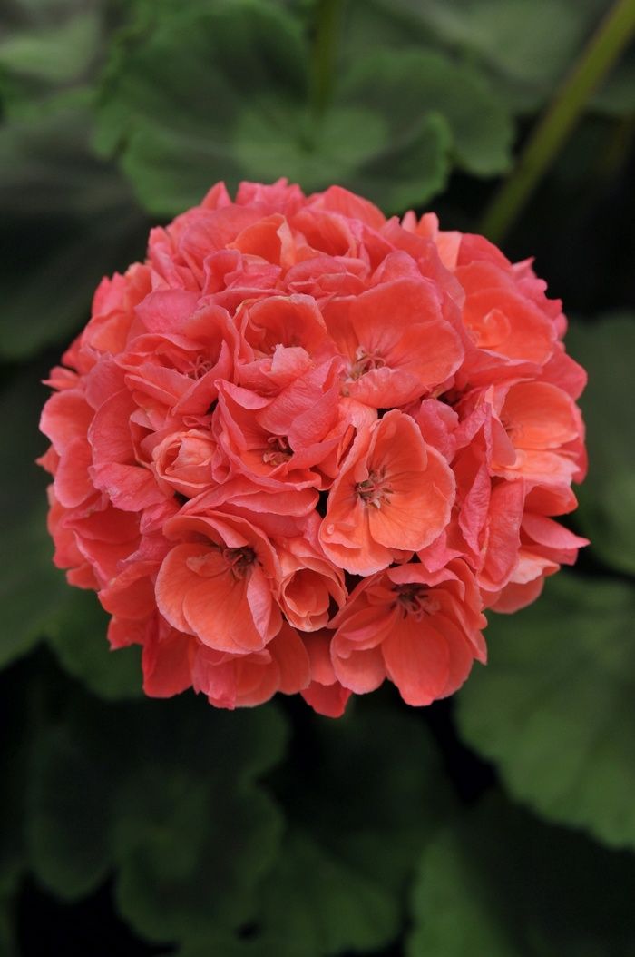Pelargonium hortorum Dynamo™ 'Salmon Improved' Dynamo™ Salmon Improved Geranium