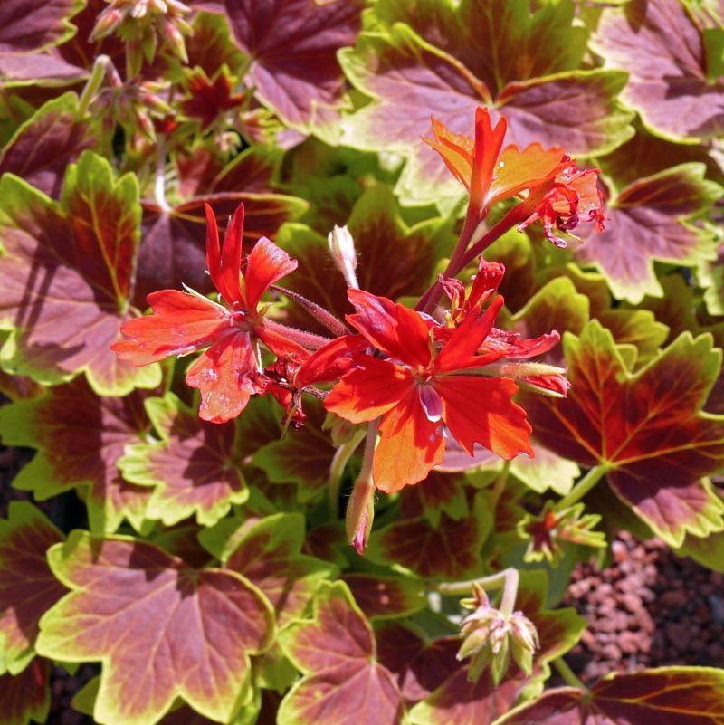 Pelargonium 'Vancouver Centennial' Vancouver Centennial Geranium