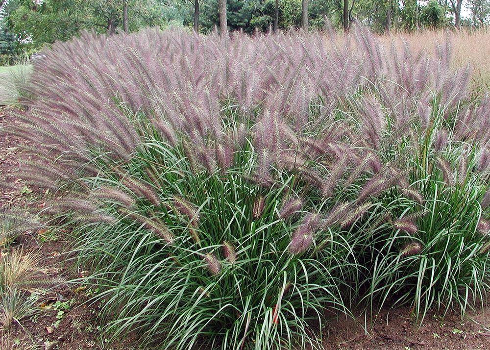 Pennisetum alopeuroides 'Red Head' Red Head Fountain Grass
