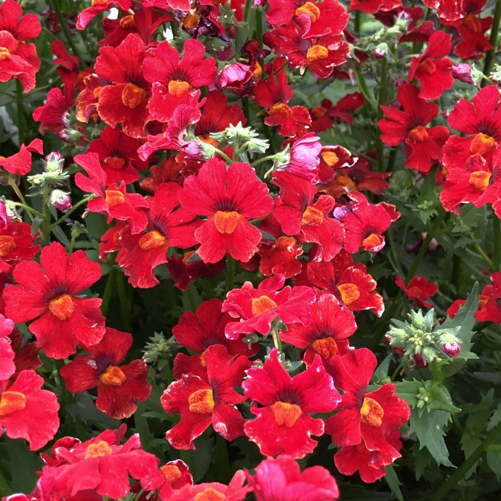 Nemesia Sunsatia® 'Cranberry Red'  Sunsatia® Cranberry Red Nemesia