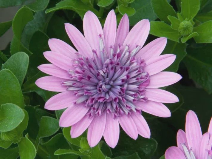 Osteopermum hybrid 4D™ 'Pink' 4D™ Pink Osteospermum