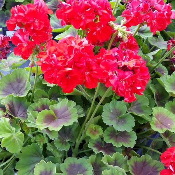 Pelargonium 'Brocade Fire' Brocade Fire Geranium