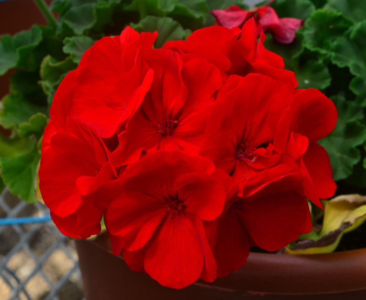 Pelargonium hortorum Dynamo® 'Dark Red' Dynamo® Dark Red Geranium