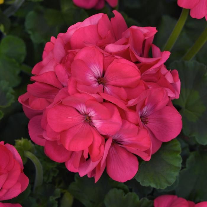 Pelargonium hortorum Galaxy™ 'Watermelon' Galaxy™ Watermelon Geranium