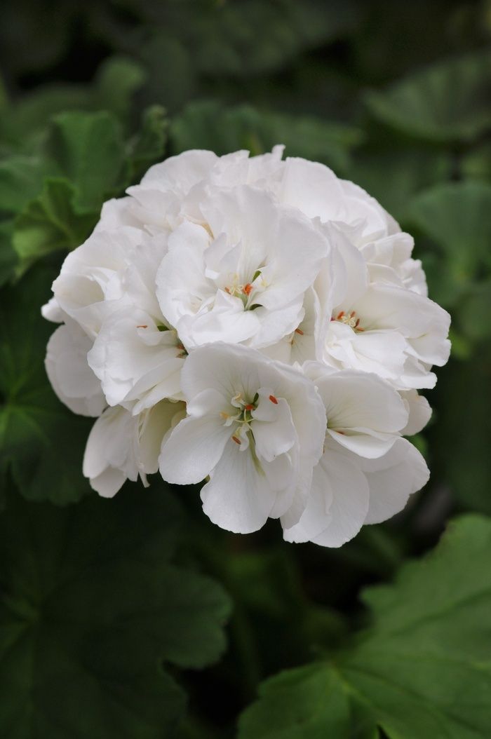 Pelargonium hortorum Dynamo™ 'White' Dynamo™ White Geranium