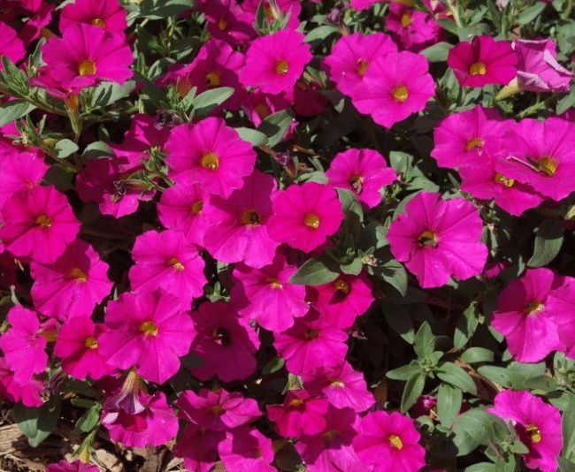 Petchoa EnVia™ 'Pink' EnVia™ Pink Petchoa