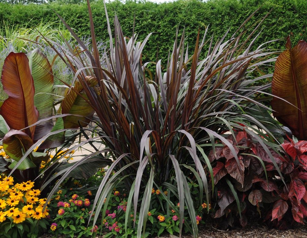 Pennisetum purpureum 'Prince' Prince Fountain Grass