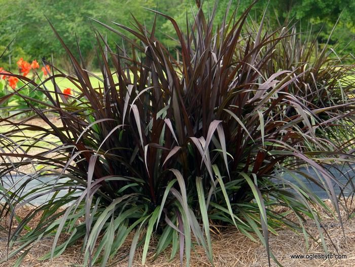 Pennisetum purpureum 'First Knight' First Knight Fountain Grass