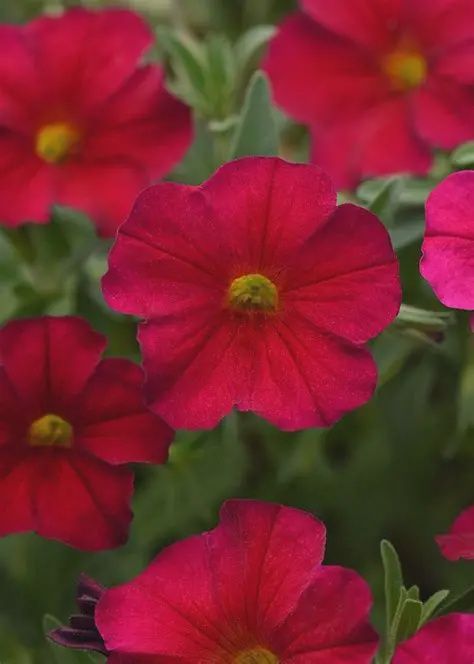 Petchoa EnVia™ 'Red' EnVia™ Red Petchoa