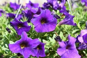 Petchoa EnVia™ 'Blue' EnVia™ Blue Petchoa