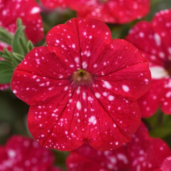Petunia Headliner™ 'Strawberry Sky' Headliner™ Strawberry Sky Petunia