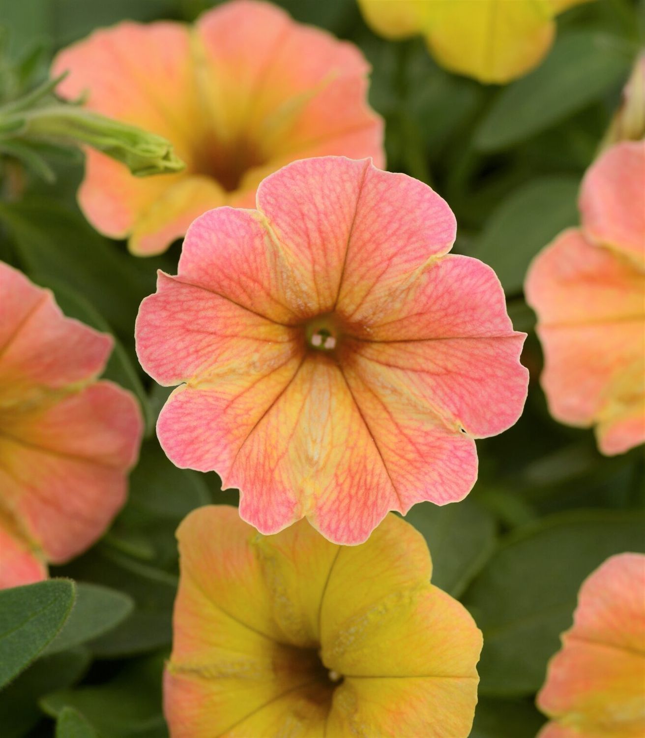 Petunia Cascades™ 'Indian Summer' Cascades™ Indian Summer Petunia