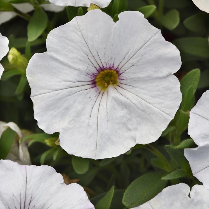 Petchoa EnVia™ 'White' EnVia™ White Petchoa